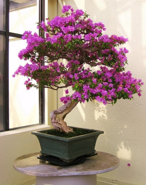 Bougainvillea Bonsai Tree - Species Guide and Growing Tips